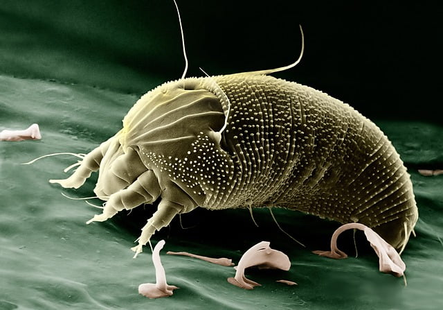 Cascaro Insect Che insetto è? - Interlabor