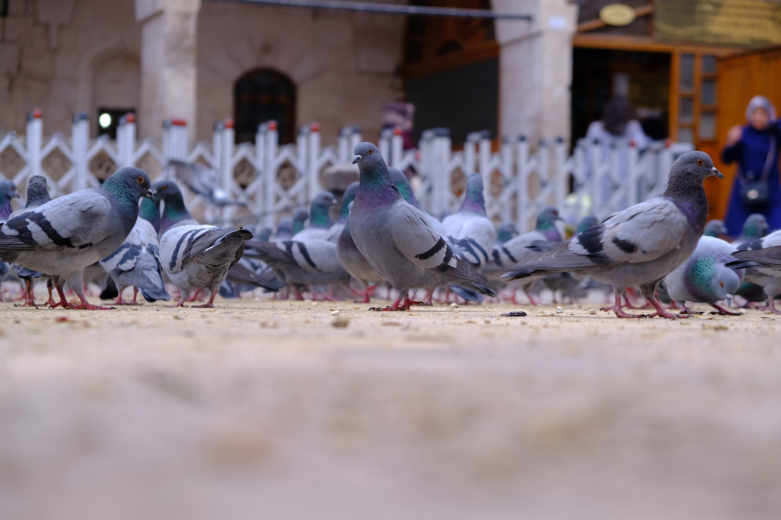 Allontanamento volatili Interlabor liberati di piccioni,